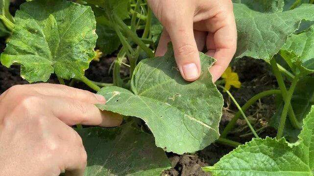Hands gently tend to vibrant cucumber plants, showcasing sustainable gardening, organic farming, and Earth Day themes