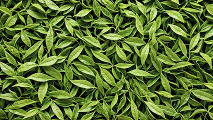 Fototapeta premium Vibrant Green Tea Leaves as a Natural Background Texture