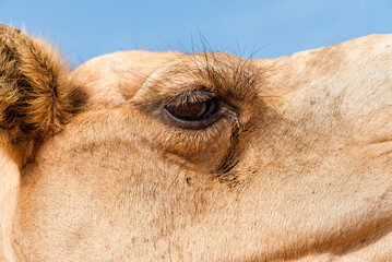 Close-up of a Middle Eastern Camel in the Wahiba Sands, Oman
