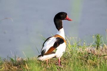 Volpoca (Tadorna tadorna)