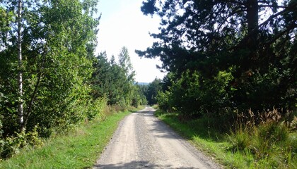 Fototapeta premium 夏の森に続く土の小道が木々に囲まれ、遠くの霞と広い空間が清々しさを感じさせる自然の風景