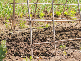 Organic garden with bamboo trellis and sprouting crops in neat rows