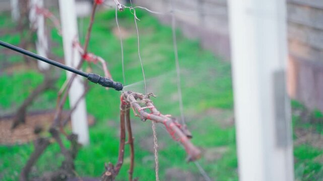 Spraying the vineyard after winter from pests and diseases