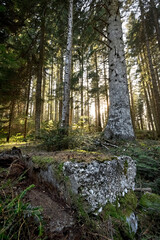 Millegrobbe Wood: Concrete base of the Austro-Hungarian 305 mm mortar of the Great War. Lavarone, Trentino, Italy.