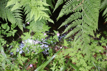 Close-Up of Ferns and Pink Wildflowers with Dark Water Background