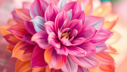 pink dahlia flower
