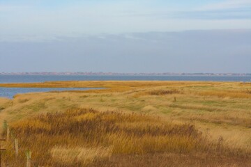 Fototapeta premium Sunny Coastal Meadow with Tall Grass
