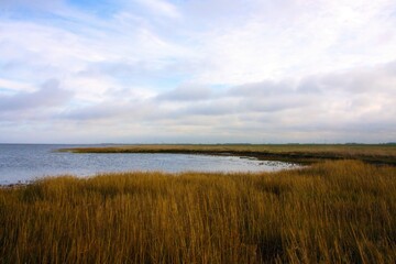 Coastal Grassland with Wind Turbines on Horizon