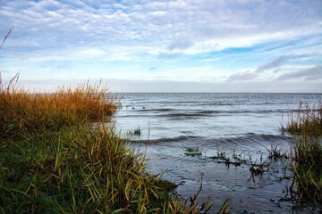 Close-Up View of Grassy Shore by Calm Sea