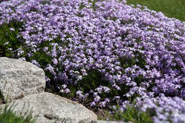 Poland; Phlox subulata L.; Polster-Phlox; A carpet of purple tiny flowers next to a granite stone