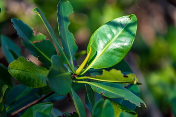 New Growth on Red Mangroves