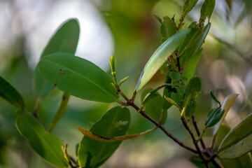 Budding Mangrove in the Florida Keys