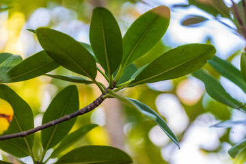 Red Mangrove Leaves