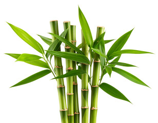 Transparent PNG of bamboo stalks with leaves, suitable for spa or eco themes.