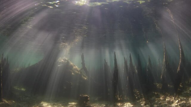 Beams of light filter into a dark mangrove forest found along the island of Lembata in the Lesser Sunda Islands of Indonesia. Mangroves play a vital ecological role and are tied to coral reefs.
