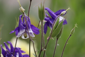 Blue-white flowers of common columbine (Aquilegia vulgaris) in summer garden