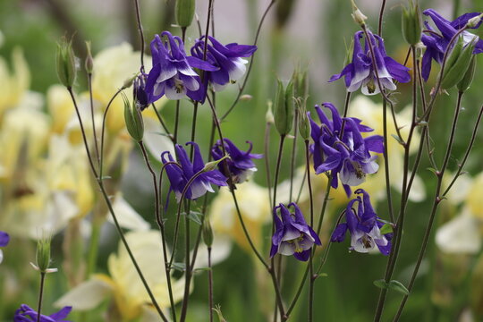 Blue-white flowers of common columbine (Aquilegia vulgaris) in summer garden