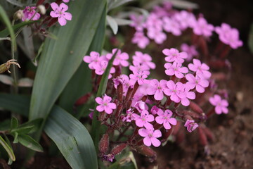 Pink flowers of rock soapwort (Saponaria ocymoides) in summer garden