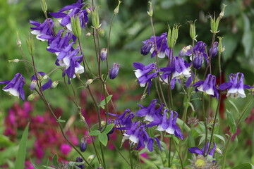 Blue-white flowers of common columbine (Aquilegia vulgaris) in summer garden