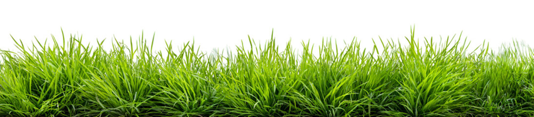 Fototapeta premium green grass isolated on white
