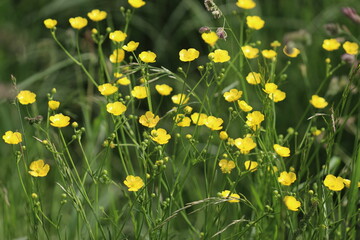 Yellow buttercup (Ranunculus acris) flowers in wild