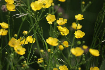 Obraz premium Yellow buttercup (Ranunculus acris) flowers in wild