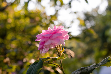 pink magnolia flowers