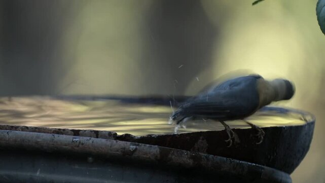 A White Tailed Nuthatch having a bath