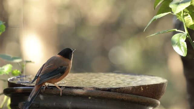 A Rufous Sibia drinking water from a bird bath