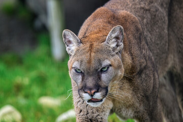 2025-03-02 CLOSE UP OF A LARGE COUGAR WITH EARS UP AND BRIGHT EYES AND A INTENSE LOOK AT THE COUGAR MOUNTAIN ZOO IN ISSAQUAH WASHINGTON
