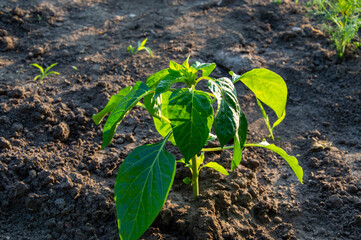 A vibrant green bell pepper plant thrives in rich soil, receiving warm sunlight in a garden...
