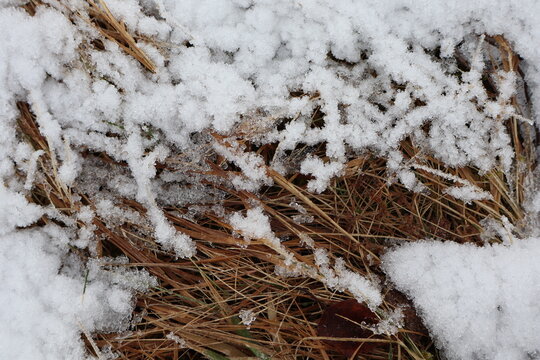 Close-Up of Snow-Covered Dry Grass in Winter
