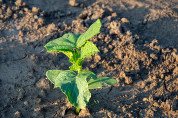 Cucumber plant sprouts from rich soil, basking in gentle sunlight in a garden bed during the early spring, signaling new growth