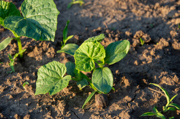 A young cucumber plant emerges with vibrant green leaves, basking in morning sunlight on rich,...