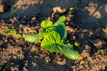Lush cucumber plant emerges from rich soil, basking in warm sunlight, highlighting its vibrant...