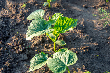 Vibrant cucumber plants thrive in fertile soil under the warm sun, showcasing their lush green...