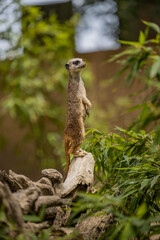 Suricate