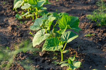 Cucumber plants thrive in a well-tended garden bed, soaking up the warm afternoon sun with lush...