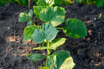 Lush green cucumber leaves thrive in well-tilled soil, soaking up sunlight in a home garden during...