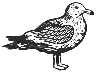 Obraz premium Seagull standing on the ground and gazing to the right, featuring a vintage style detailed black and white line art engraving, isolated against a clean white background