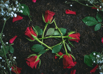 Red Roses Arranged In Pentagram Shape On Soil