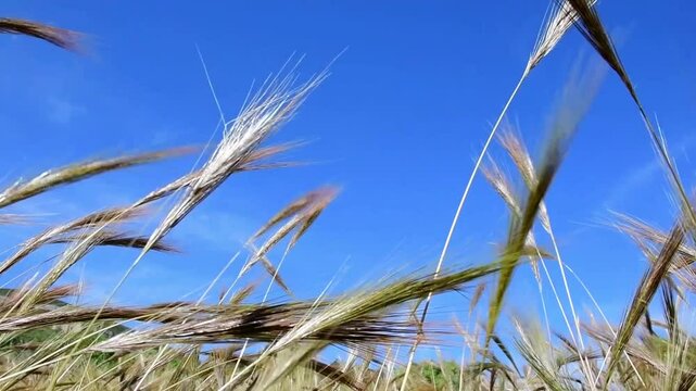 Espigas de trigo silvestre