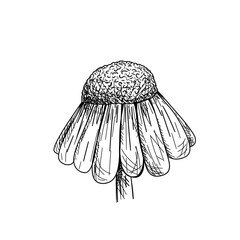 Vector line art of a daisy flower in ink sketch style, elegant and minimalist for botanical or decorative design