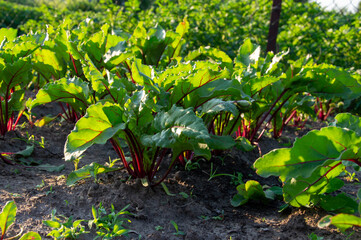 Lush green leaves of red beet plants stretch upwards in a fertile garden, basking in warm sunlight during the evening hours