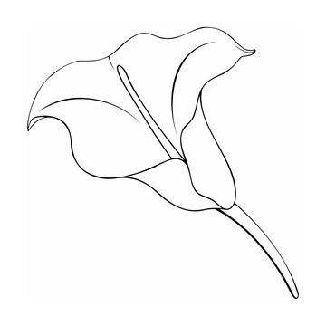 Black Line Art Calla Lily Single Flower Botanical Drawing
