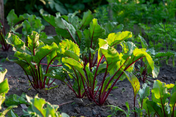 Healthy red beet plants thrive in rich soil, showcasing vibrant green leaves and colorful stems under morning sunlight