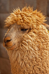 Fototapeta premium portrait of llama in Peru