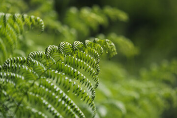 Fern leaves in the forest