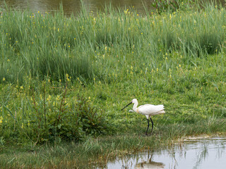 Spatule blanche (Platalea leucorodia) en vol, transportant une brindille pour le nid – Parc du Marquenterre