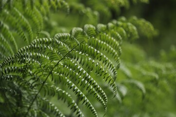 Fern leaves in the forest